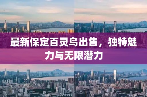 最新保定百靈鳥出售，獨(dú)特魅力與無(wú)限潛力