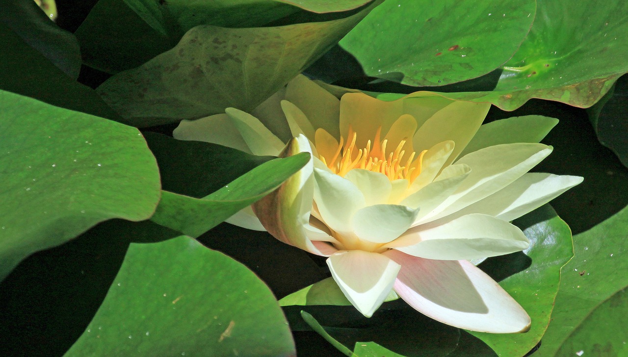 江門瓏湖灣未來(lái)繁華啟幕，最新動(dòng)態(tài)揭示未來(lái)發(fā)展新篇章