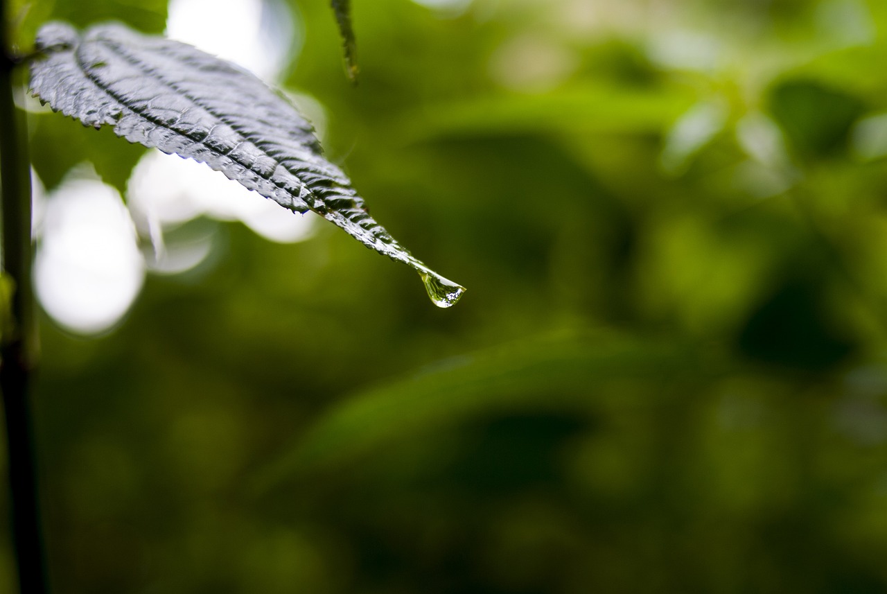 依生生物最新股票動(dòng)態(tài)全面解析，最新消息與全面解讀