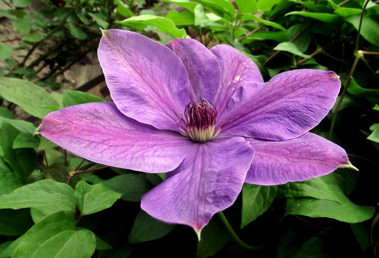 保定朝陽花園最新動(dòng)態(tài)揭秘，未來美好藍(lán)圖展望