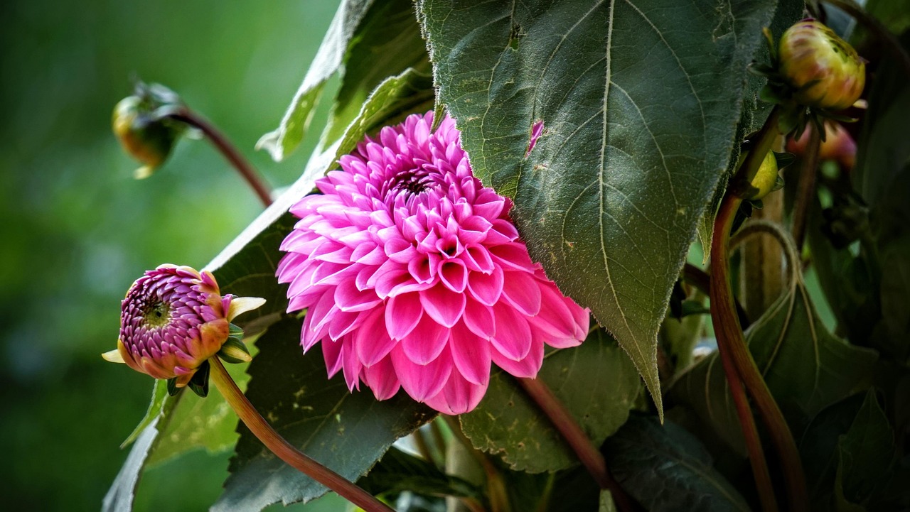 寧鄉(xiāng)黎愛(ài)蓮的最新動(dòng)態(tài)，蓮花依舊引領(lǐng)人心