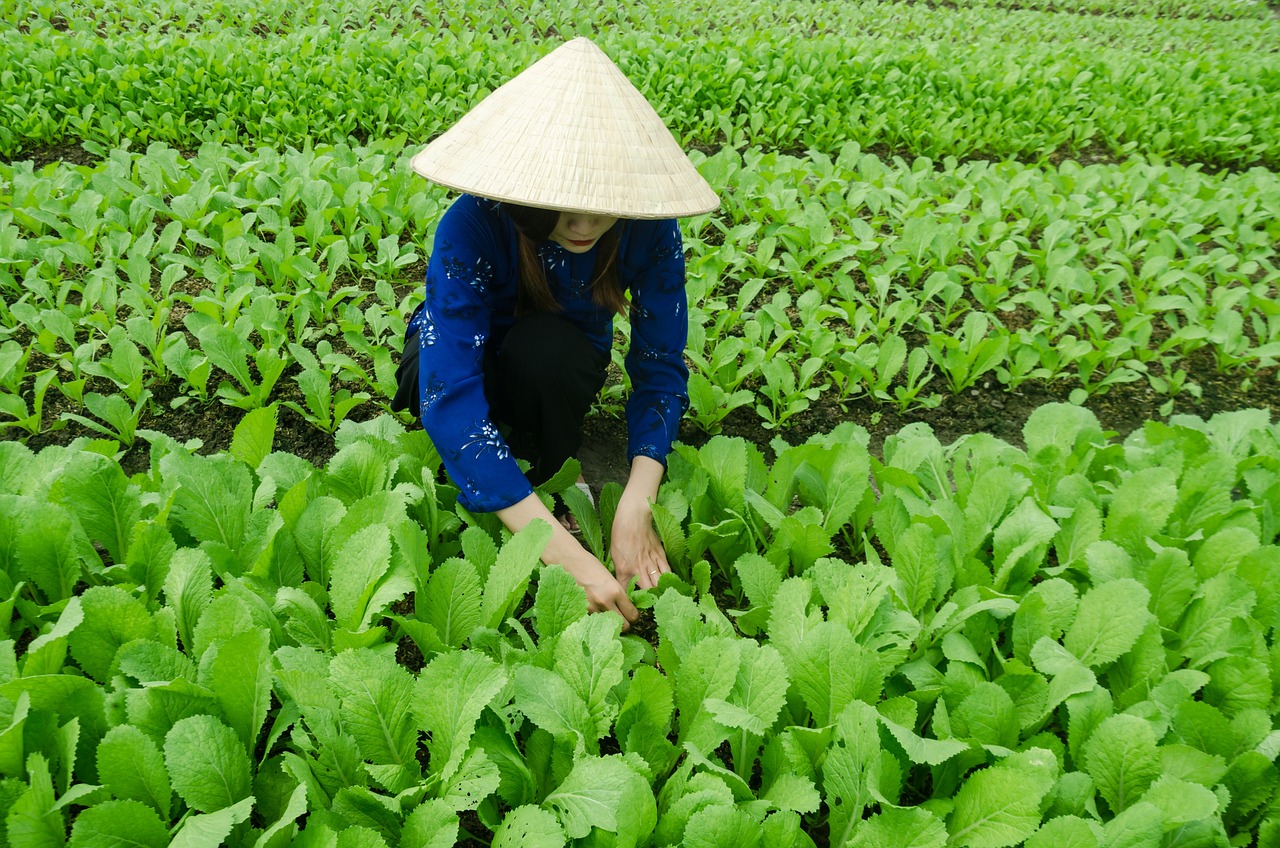 三亞海坡村最新概覽，最新發(fā)展動態(tài)與現(xiàn)狀解析