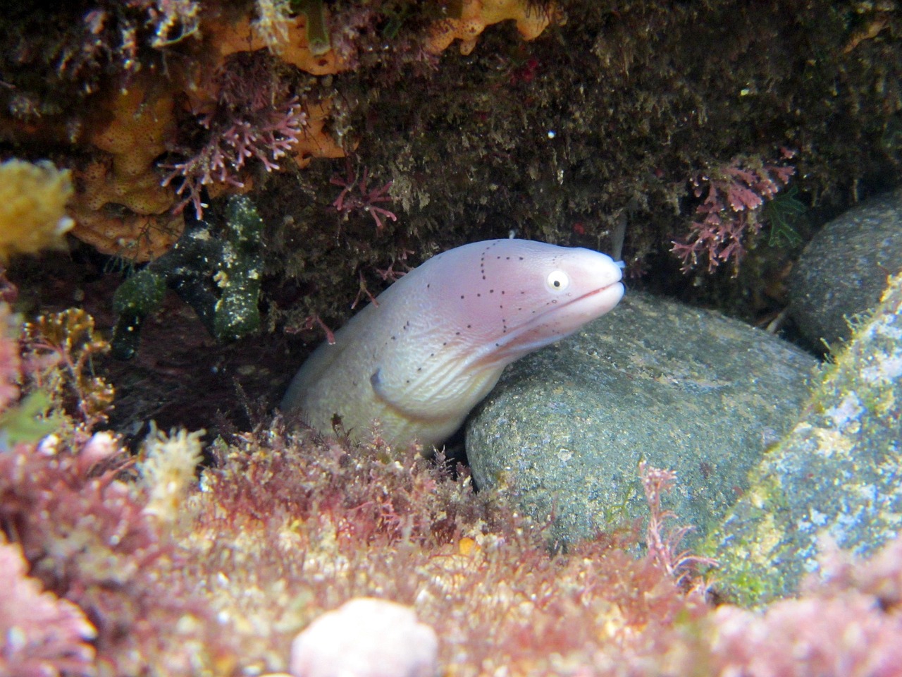 探索海洋霸權(quán)，最新360海島奇兵下載指南