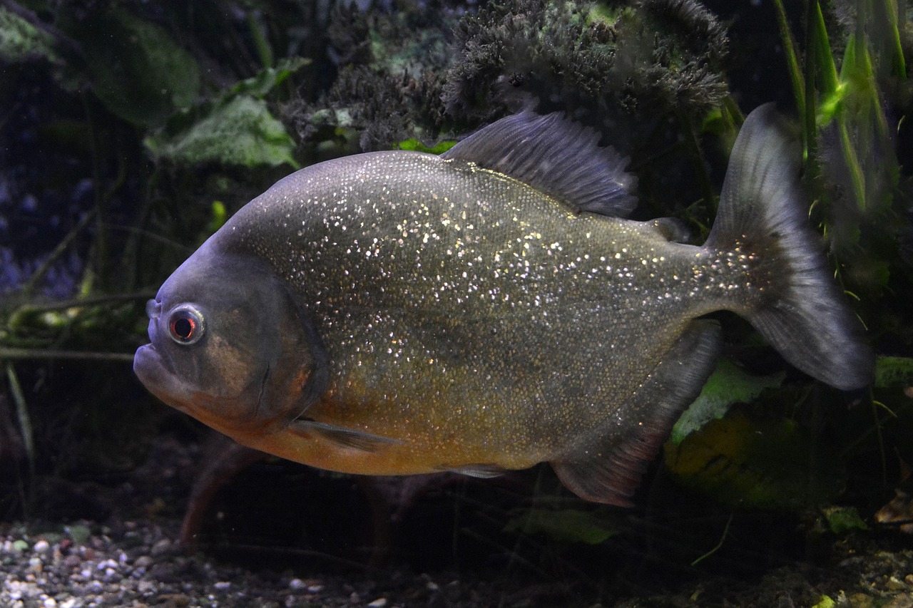 魚魚農(nóng)牧場(chǎng)助手最新版，智能化農(nóng)業(yè)管理的得力助手揭秘