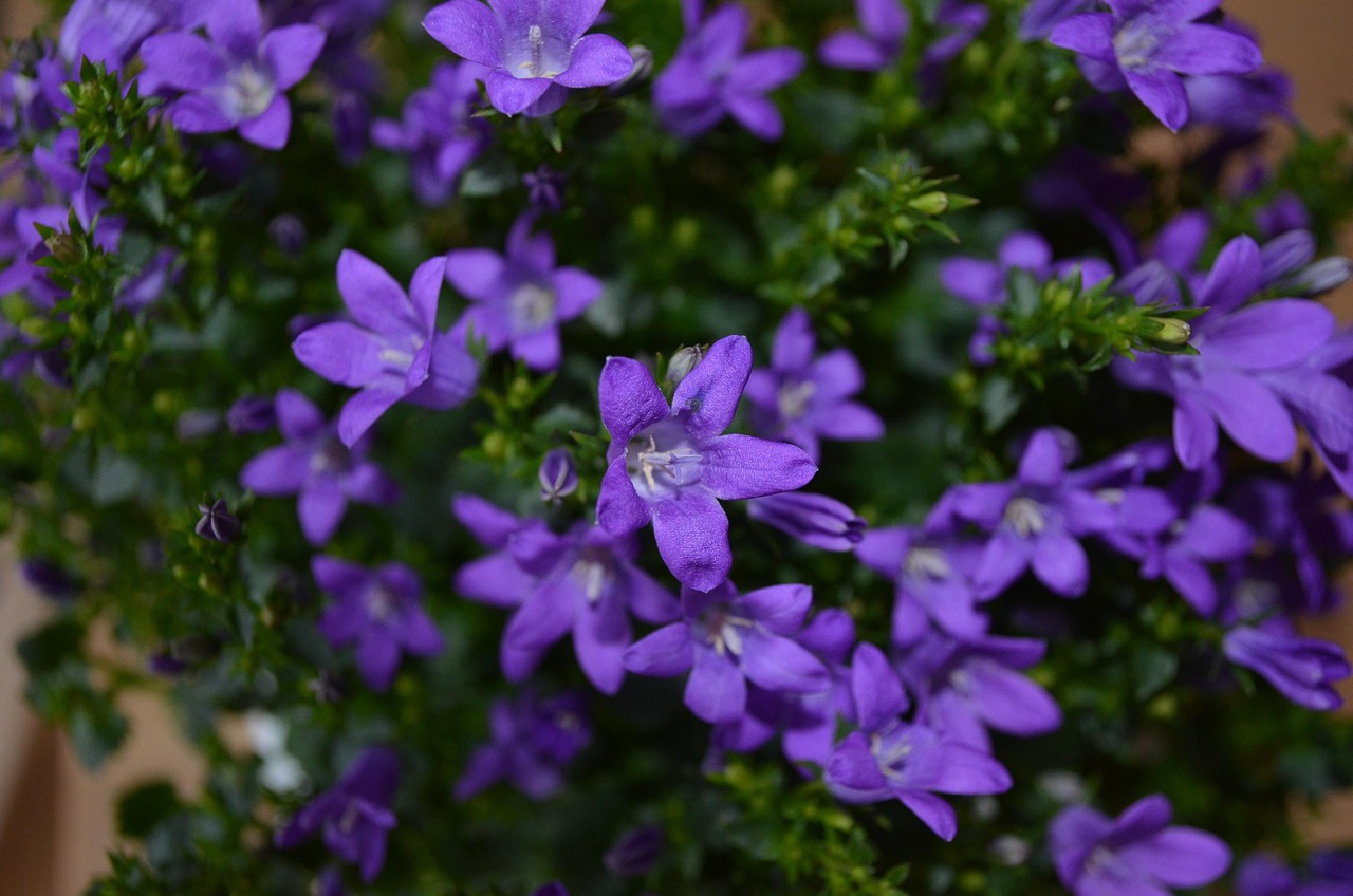 燕郊四季花都最新動態(tài)，城市未來之花綻放，花朵與都市共成長